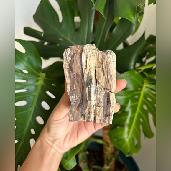 Petrified Wood - Picture 2 of 7